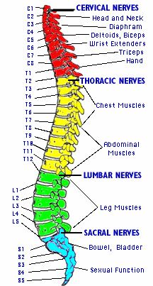 Typically, a spinal cord injury impairs movement and feeling below the point where the injury occurs while all functionality above the injury level remains largely intact