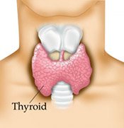 The thyroid is a small gland which is in the neck just under the chin in the area which would be covered by the knot and top of a tie in men. It is brown in colour and shaped like a butterfly.